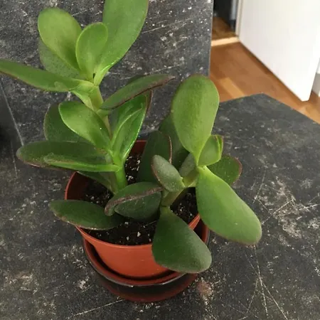 Apartament Nid Douillet T2 Wifi Centre Historique 3 Etoiles La Rochelle (Charente-Maritime)