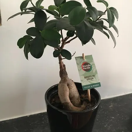 Nid Douillet T2 Wifi Centre Historique 3 Etoiles Apartament La Rochelle (Charente-Maritime)