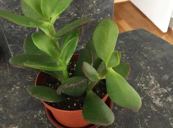 Apartamento Nid Douillet T2 Wifi Centre Historique 3 Etoiles La Rochelle (Charente-Maritime)