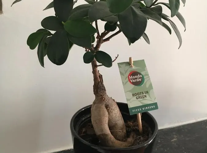 Nid Douillet T2 Wifi Centre Historique 3 Etoiles Apartamento La Rochelle (Charente-Maritime)